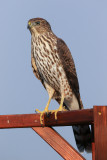 Coopers Hawk full frame