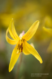 Yellow Trout LIly