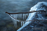 Icicles on branch