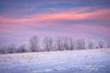Colors of dawn with frosted trees