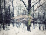 Winter forest mood