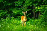 A young buck visiting