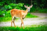 A young buck visiting 2