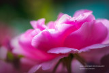 Pink Rose, close-up