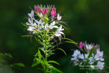 Pink & White Cleome