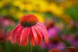 Orange Echinacea (Cone Flower)