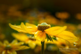 Rudbeckia, Irish Eyes