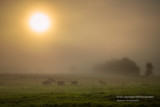 Foggy morning in rural Wisconsin