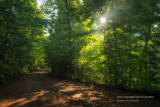 Sun peeking through trees