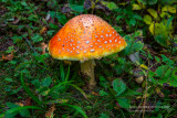 Orange Fly Agaric mushroom 