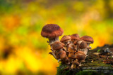 A group of small mushrooms