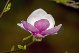 Magnolia