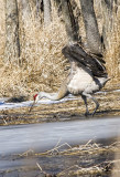 CRANE, SANDHILL