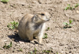 A Motor Tour of Badlands NP
