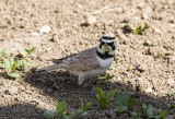A Motor Tour of Badlands NP