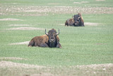 A Motor Tour of Badlands NP