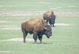 A Motor Tour of Badlands NP
