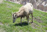 A Motor Tour of Badlands NP