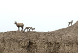A Motor Tour of Badlands NP