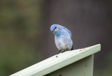 Western Blue Bird