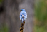 Western Blue Bird