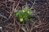 Desert Biscuitroot (Lomatium sp.)