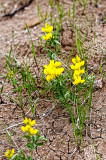 Goldenpea (Thermopsis sp.)