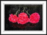 Carnations...