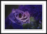 Lisianthus....