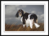 English Springer Spaniels....Charlie and Jack...