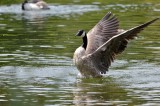 Canada goose.