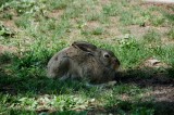 White-tailed Jackrabbit