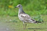 Ring-billed Gull (1st year)