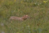 Richardsons Ground Squirrel.