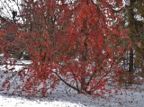 Mountain Ash.