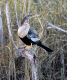 Birds and Reptiles at Shark Valley in Everglades National Park