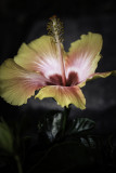 Hibiscus