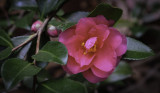 Camellia