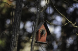 Building a Nest