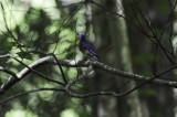 Eastern Bluebird
