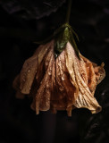 Hibiscus, after the storm