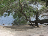 Tree Cove