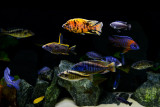 My Lake Malawi Cichlids