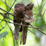 Blyths Frogmouth
