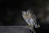 Oriental Scops Owl