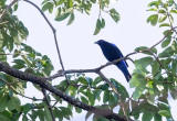 Asian fairy Bluebird (m)