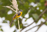 Grey-chinned Minivet (f)