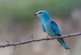 European Roller