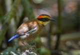 Malayan Banded Pitta