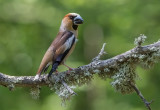 Hawfinch